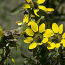 Image of Texas greeneyes