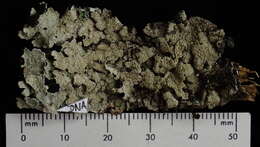 Image of shield lichen