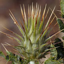 Image of <i>Cirsium <i>arizonicum</i></i> var. arizonicum