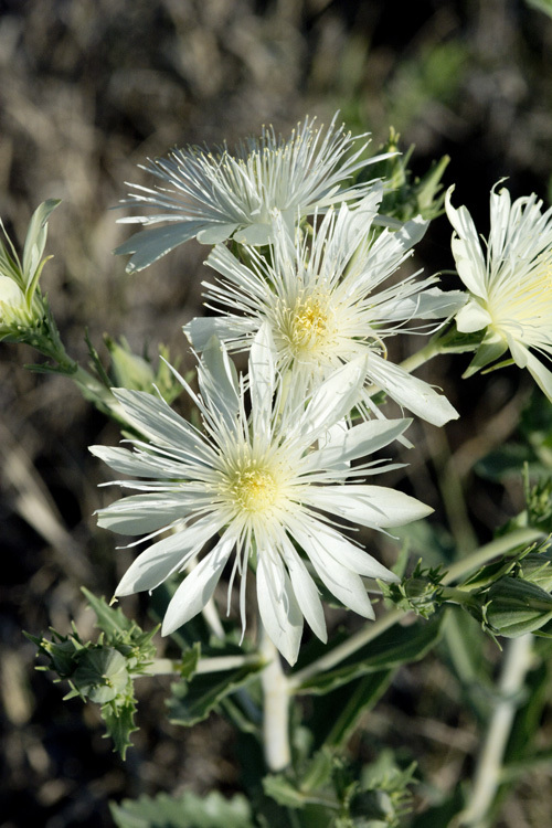 Image of bractless blazingstar