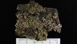 Image of Shadow lichens