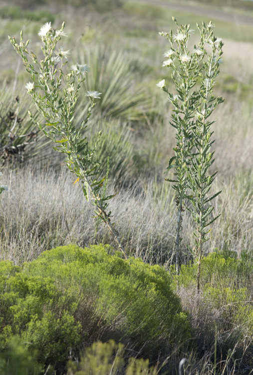 Image of bractless blazingstar