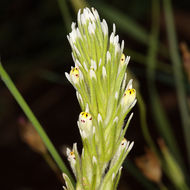 Image of Castilleja lineariloba (Benth.) T. I. Chuang & L. R. Heckard