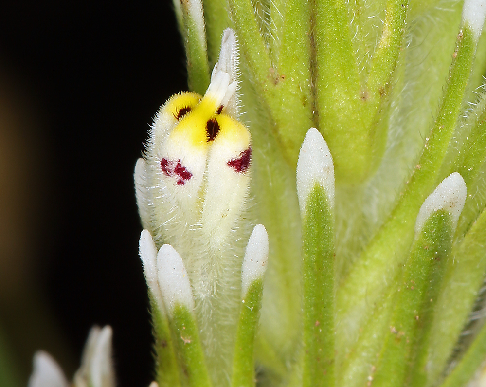 Image of Castilleja lineariloba (Benth.) T. I. Chuang & L. R. Heckard