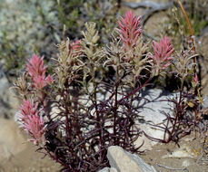 Image of Wyoming Indian paintbrush