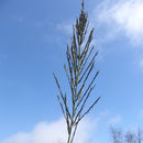 Image of <i>Leptochloa fusca</i> ssp. <i>uninervia</i>