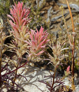 Image of Wyoming Indian paintbrush