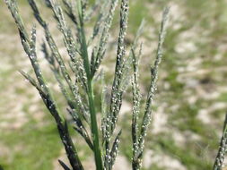 Image of <i>Leptochloa fusca</i> ssp. <i>uninervia</i>