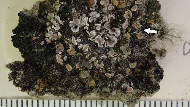 Image of phaeorrhiza lichen