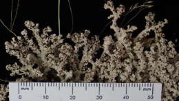 صورة Stereocaulaceae