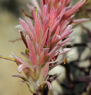 Image of Wyoming Indian paintbrush