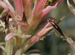 Image of Wyoming Indian paintbrush