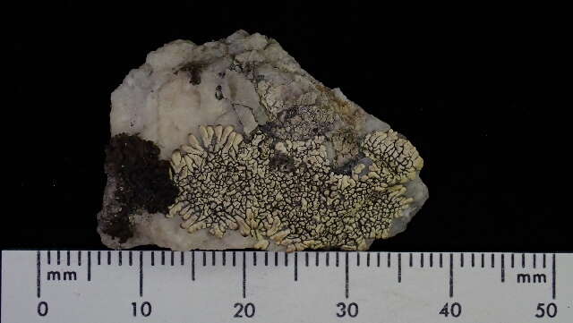 Image of mountain lichen