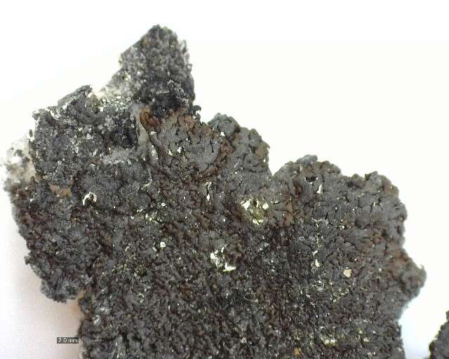 Image of allantoparmelia lichen