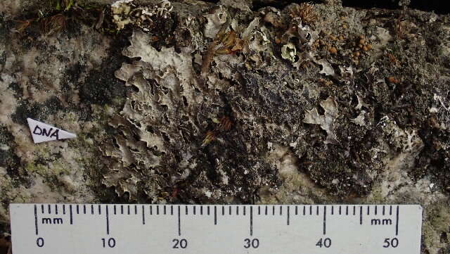 Image of shield lichen