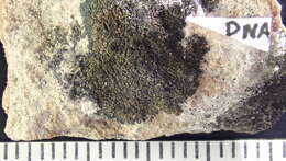 Image of leciophysma lichen