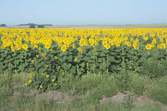 Image de tournesol