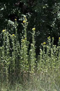 Sivun Grindelia ciliata (Nutt.) Spreng. kuva