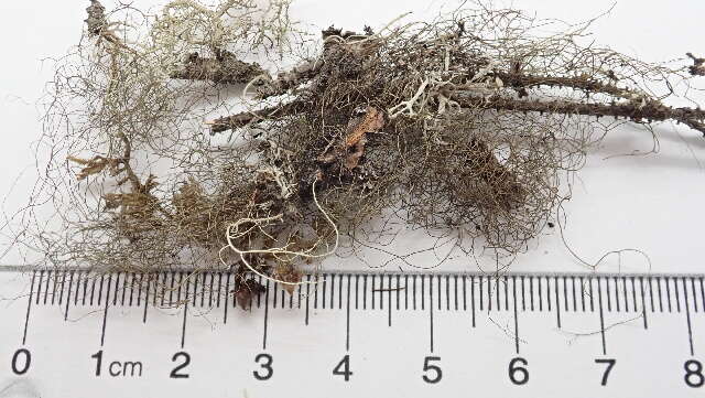 Image of horsehair lichen