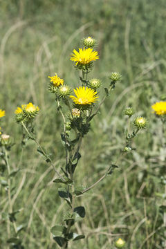 Sivun Grindelia ciliata (Nutt.) Spreng. kuva