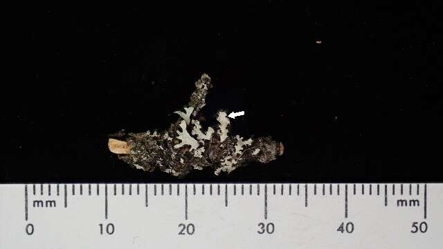 Image of shield lichen