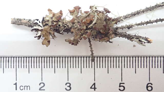 Image of tuckermannopsis lichen