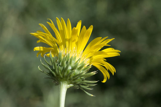 Imagem de Grindelia ciliata (Nutt.) Spreng.