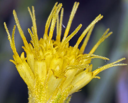 Ericameria discoidea (Nutt.) G. L. Nesom resmi