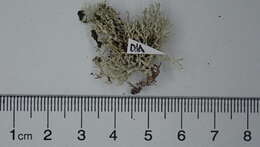 Image of cartilage lichen