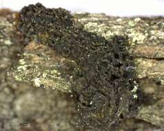 Image of Jelly lichens