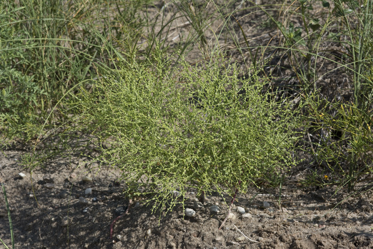 Image of Winged-Pigweed