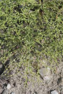 Image of Winged-Pigweed