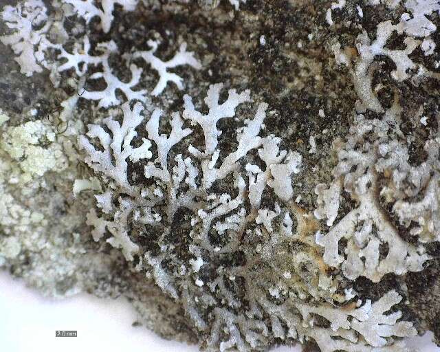 Image of frosted lichen