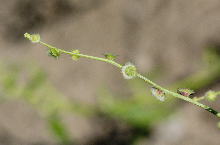 Image of Winged-Pigweed