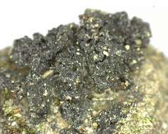 Image of Jelly lichens