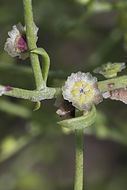 Image of Winged-Pigweed