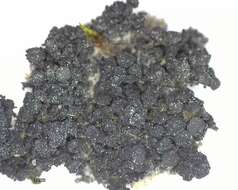 Image of Jelly lichens