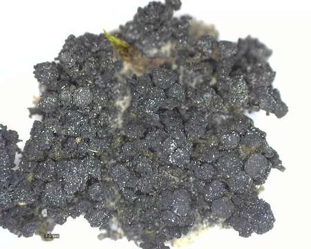 Image of Jelly lichens