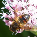 Sivun Eristalis kuva