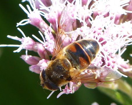 Image of Eristalis pertinax (Scopoli 1763)