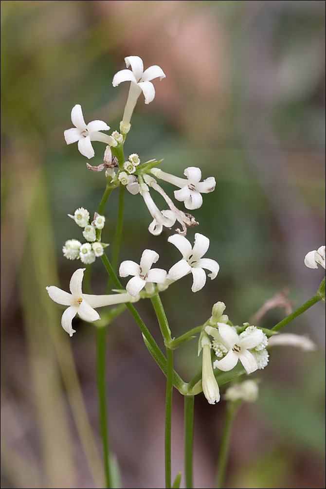 Image of Asperula aristata L. fil.