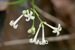 Image of Asperula aristata L. fil.