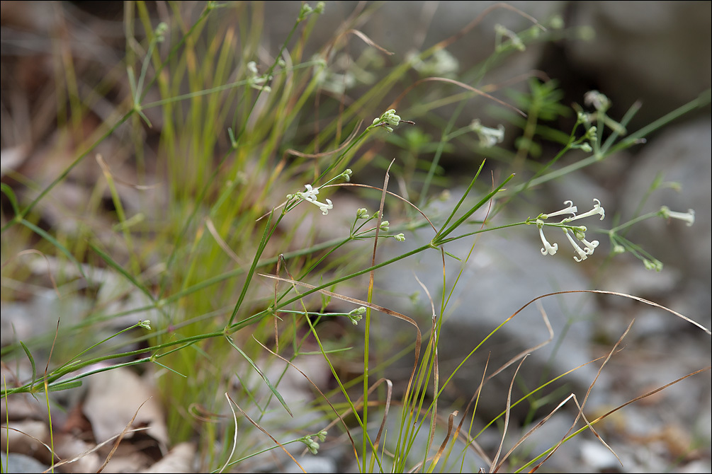 Image of Asperula aristata L. fil.