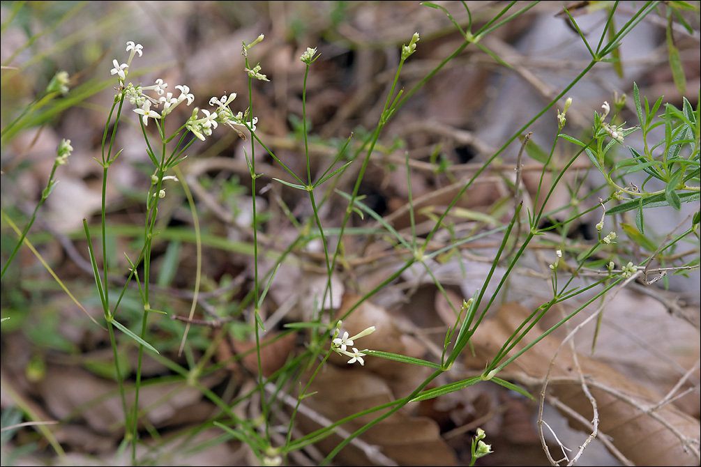 Image of Asperula aristata L. fil.