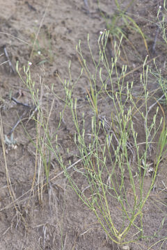 Image of beaked skeletonweed