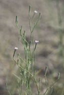 Image of beaked skeletonweed