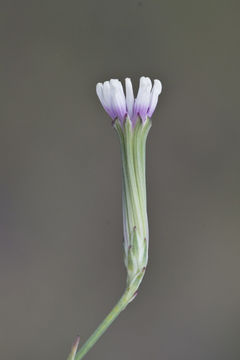 Image of beaked skeletonweed