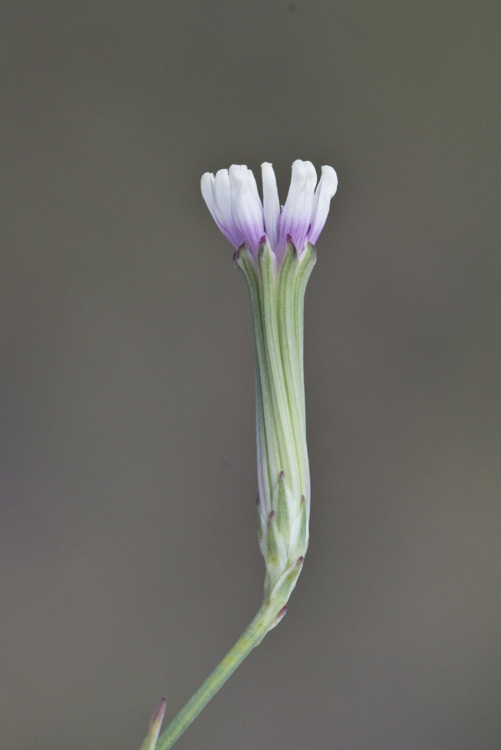 Image of beaked skeletonweed