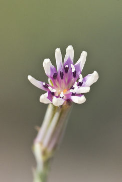 Image of beaked skeletonweed