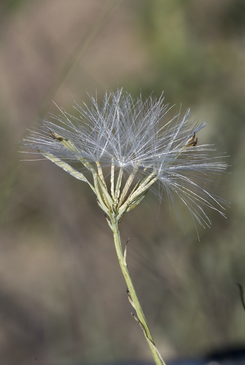 Image of beaked skeletonweed